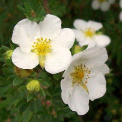 Potentilla Blanca